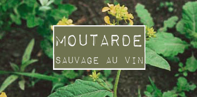 Moutarde sauvage au vin