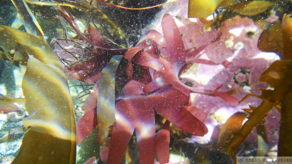 Algues en flocons – Océan de saveurs
